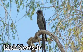 Ashy-Drongo بوجانگا خاكستری